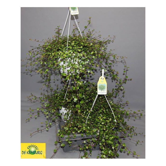 <h4>Muehlenbeckia complexa Maori 22Ø 35cm</h4>
