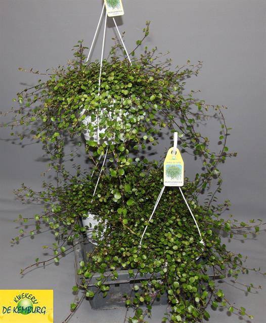 Muehlenbeckia complexa Maori 22Ø 35cm