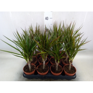Dracaena marg.