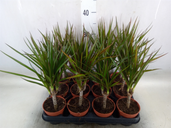 <h4>Dracaena marg.</h4>