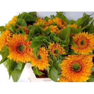 HELIANTHUS AN. 'SUN KING'