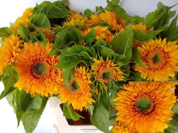 <h4>HELIANTHUS AN. 'SUN KING'</h4>