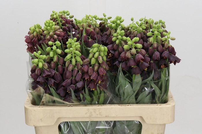 <h4>Fritillaria Persica</h4>