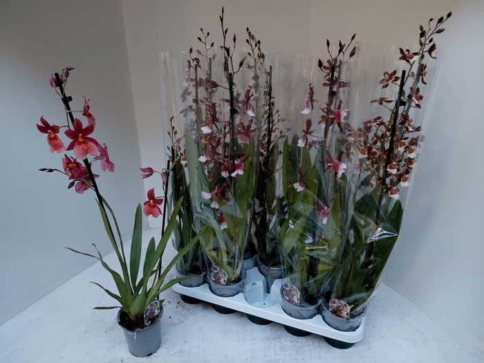 <h4>CAMBRIA GRP GEM</h4>