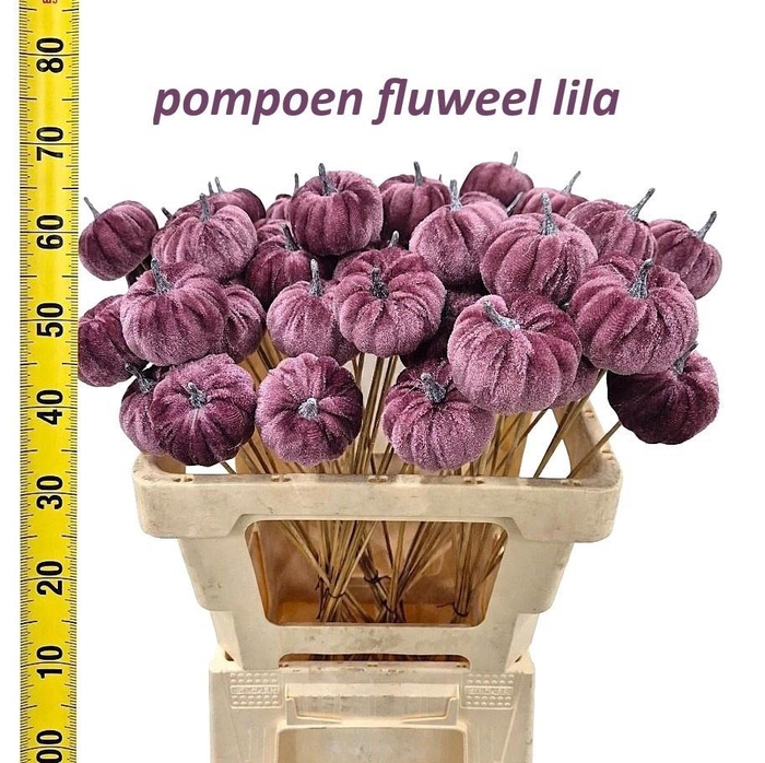 <h4>HUIS EN TUINDECO H%</h4>