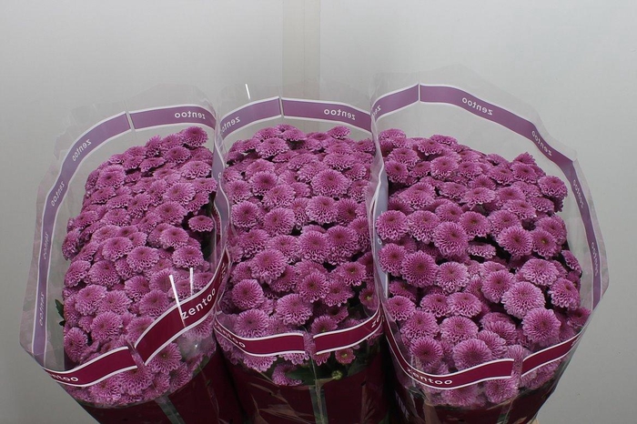 <h4>Chr S Kismo Pink</h4>