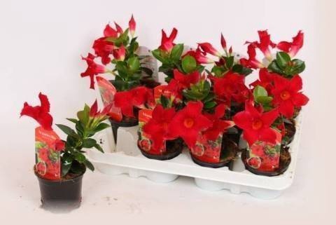 <h4>MANDE RIO PETITE RED</h4>