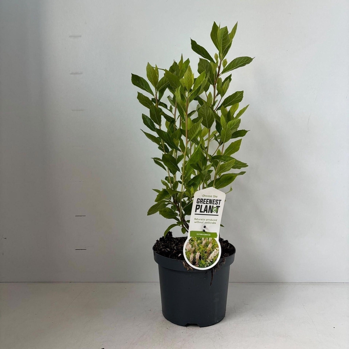 <h4>Clethra alnifolia</h4>