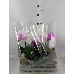 Phalaenopsis   ...mix