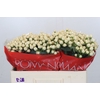 Hypericum Cool Romance