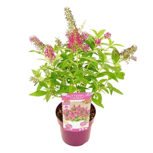 Buddleja Butterfly Candy Little Rub