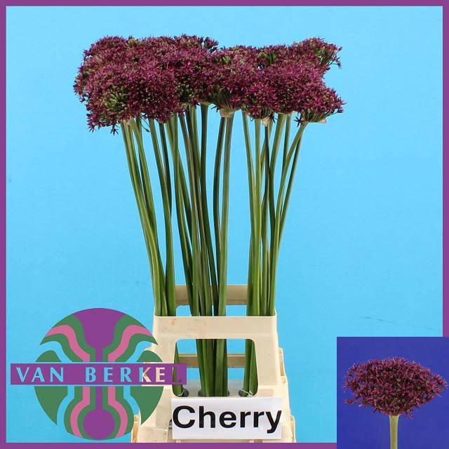 <h4>ALLIUM CHERRY</h4>