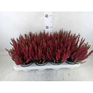 Calluna vulg. 'Beauty L Steffi'