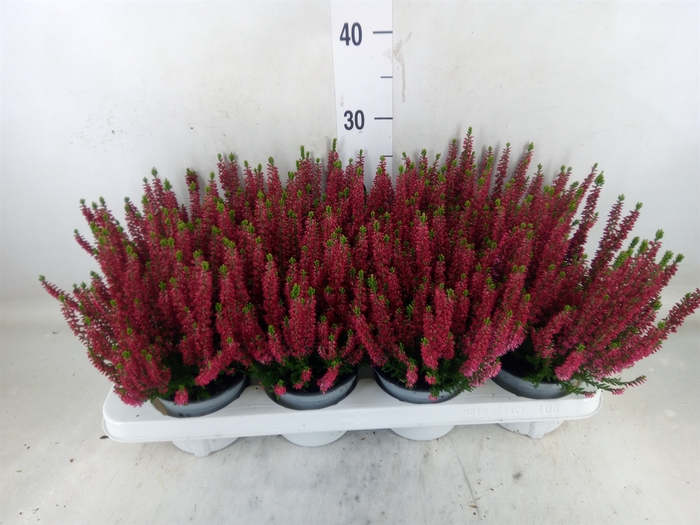 <h4>Calluna vulg. 'Beauty L Steffi'</h4>