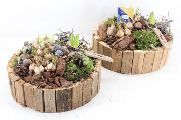 <h4>arr4 Bollenmix MB - Hout latjes rond kl.</h4>