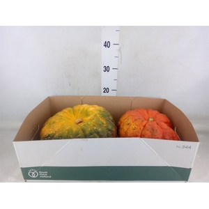 Cucurbita