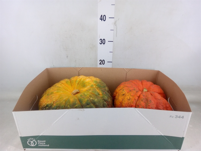 <h4>Cucurbita</h4>