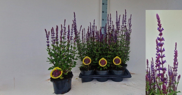 <h4>SALVIA NEMOROSA</h4>