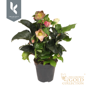 HGC Helleborus Ice N Roses Early Rose