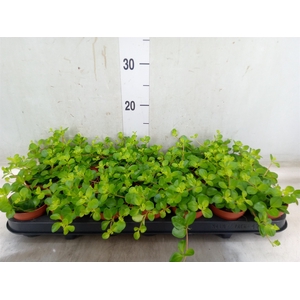 Peperomia rotundifolia