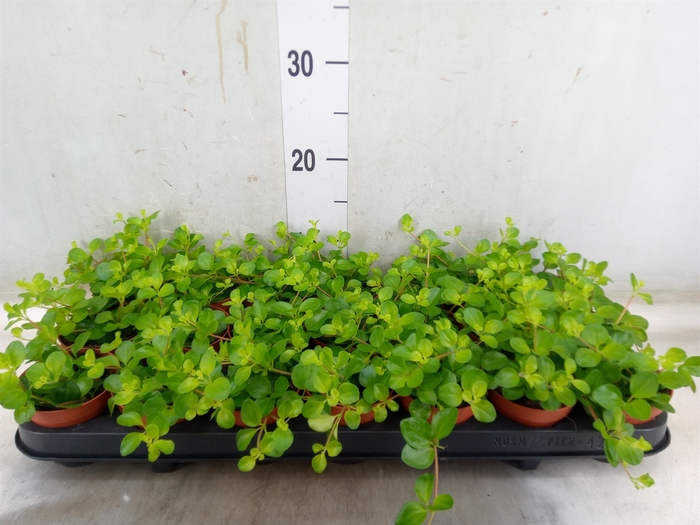 <h4>Peperomia rotundifolia</h4>