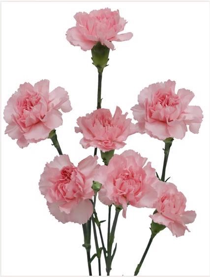 <h4>Di Tr Academy</h4>