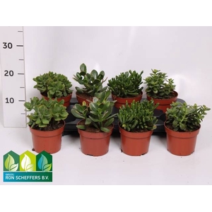 Crassula Mixed 12Ø 17cm