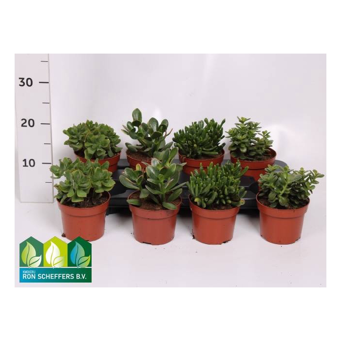 <h4>Crassula Mixed 12Ø 17cm</h4>