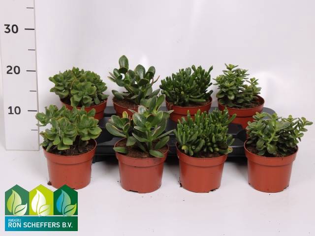 Crassula Mixed 12Ø 17cm