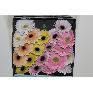 Germ D Mixed Pastel