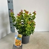 Leucothoe axillaris Curly Gold