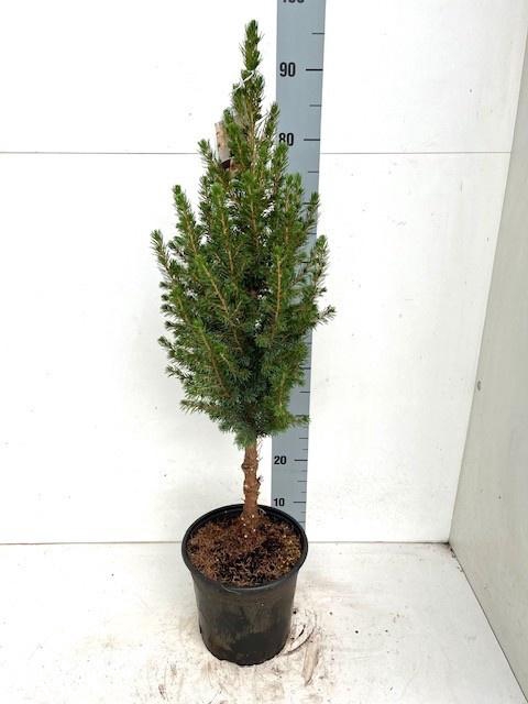 <h4>PICEA GL CONICA</h4>
