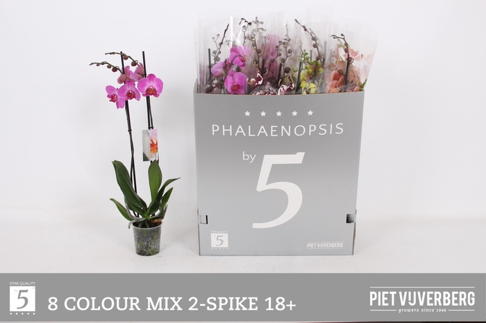 <h4>PHAL GEM 8 KL</h4>