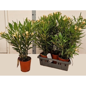 NERI OLEANDER