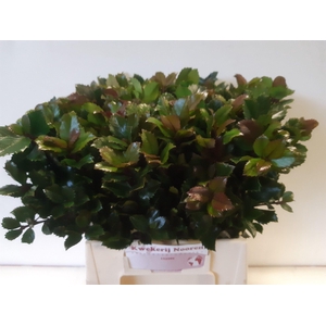 ILEX BL M BLU PRINCE