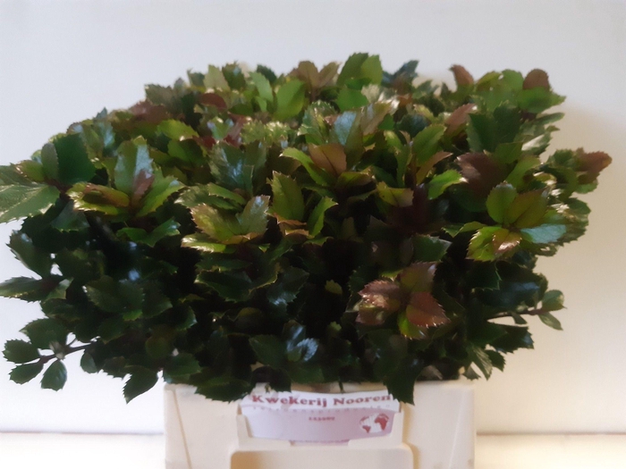 <h4>ILEX BL M BLU PRINCE</h4>