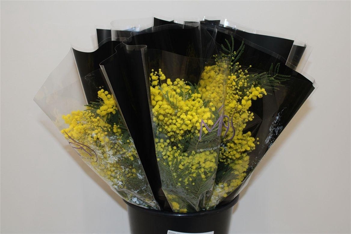 <h4>Mimosa Mirandole 200gr P Bunch</h4>