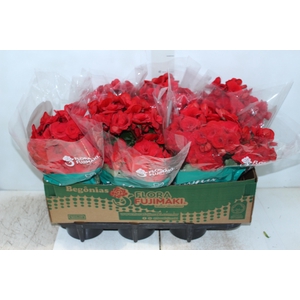 BEGONIA BALADIN P15