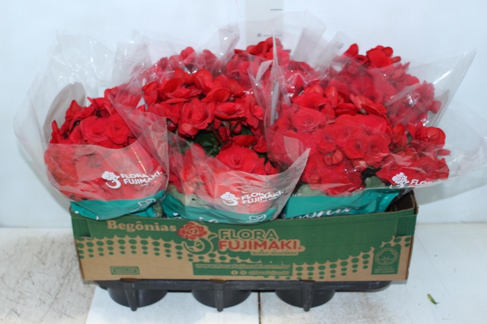 <h4>BEGONIA BALADIN P15</h4>
