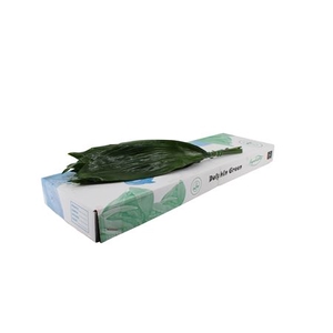 Aspidistra elatior per bos