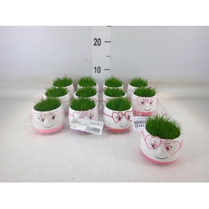 Arr.   Kamerplant Groen L%