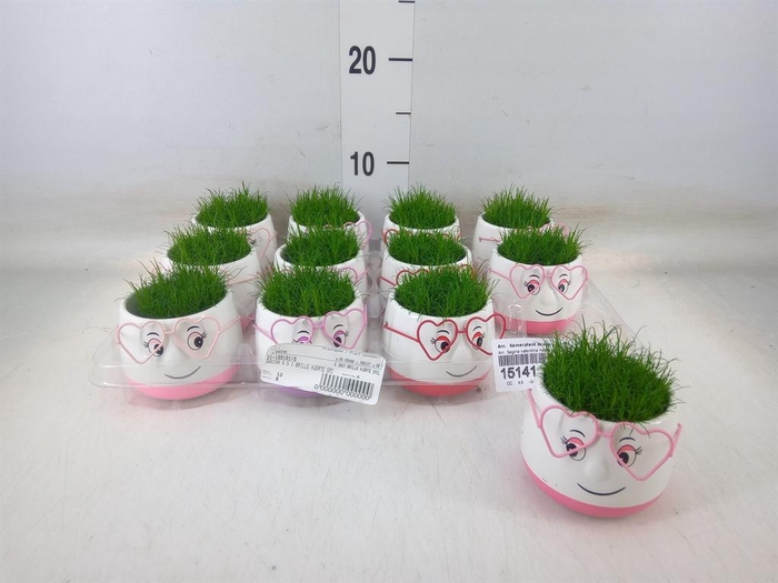 <h4>Arr.   Kamerplant Groen L%</h4>