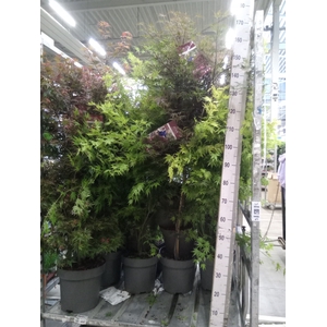Acer palmatum
