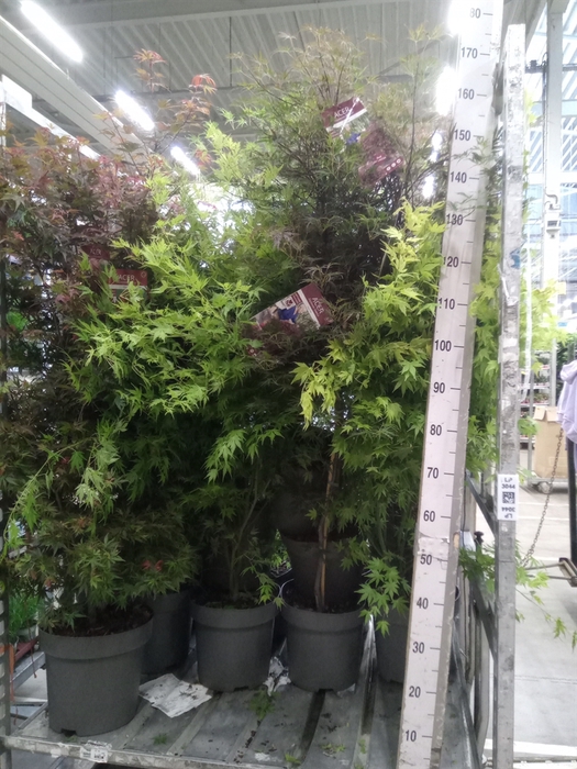 <h4>Acer palmatum</h4>