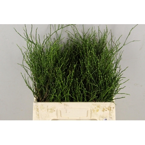 Vaccinium (bosbes)  PER BUNCH