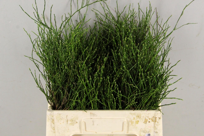 <h4>VACCINIUM(BOSBES) PER BUNCH</h4>