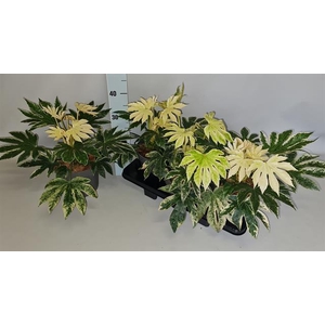 Fatsia variegata 19Ø 35cm