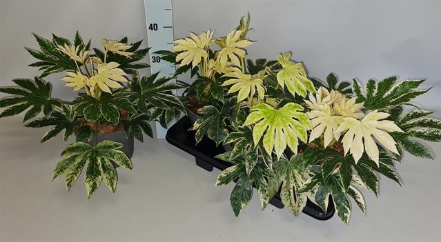 Fatsia variegata 19Ø 35cm