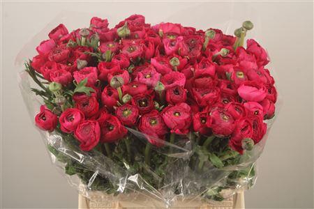 <h4>Ran El Hot Pink</h4>