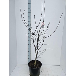 Acer palmatum Red Emperor